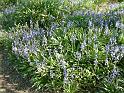 Bluebells bed